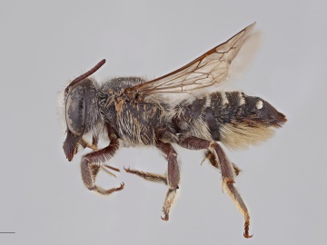 [Megachile coquilletti female thumbnail]